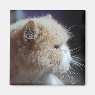 Purr-fect Persian Cat Magnet