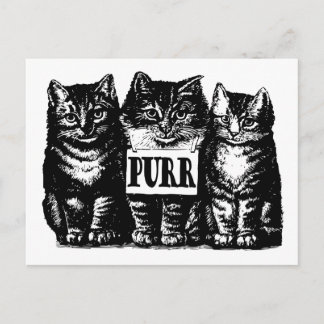 Purr Kittens Postkarte
