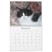 Purrfect Augen! Katzen-Kalender 2012 Kalender (Feb 2026)