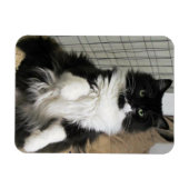 Purrfect Cat Foto Design Kühlschrank Magnet (Horizontal)