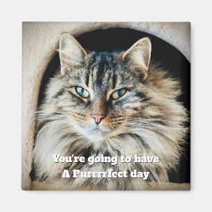 Purrfect Day Magnet