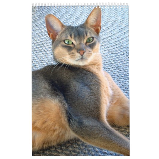 Purrfect Kätzchen-u. Katzen-Kalender Kalender (Titelbild)