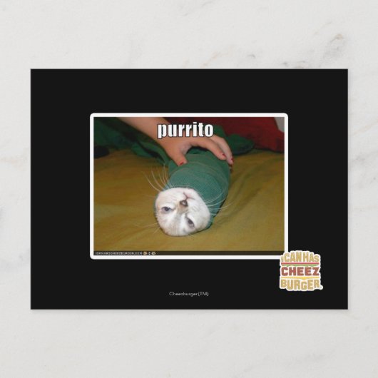 Purrito Postkarte (Vorderseite)