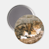 Pussels - Katze auf einem Stumpf Magnet (Vorderseite/Rückseite)