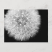 Pusteblum Postkarte (Vorderseite)