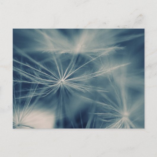 Pusteblum Postkarte (Vorderseite)