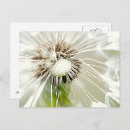 Pusteblum Postkarte (Vorne/Hinten)