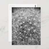 Pusteblum Postkarte (Vorne/Hinten)