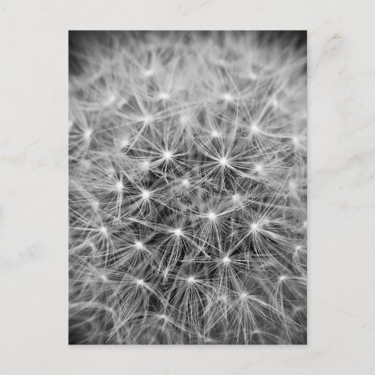 Pusteblum Postkarte (Vorderseite)