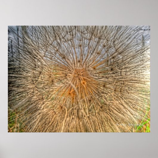 pusteblume 2007 poster (Vorne)