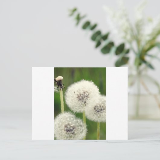 Pusteblume 2013 1 postkarte (Stehend Vorderseite)