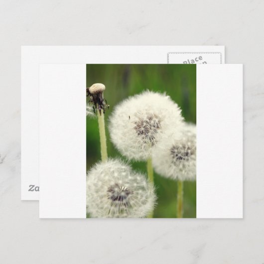 Pusteblume 2013 1 postkarte (Vorne/Hinten)