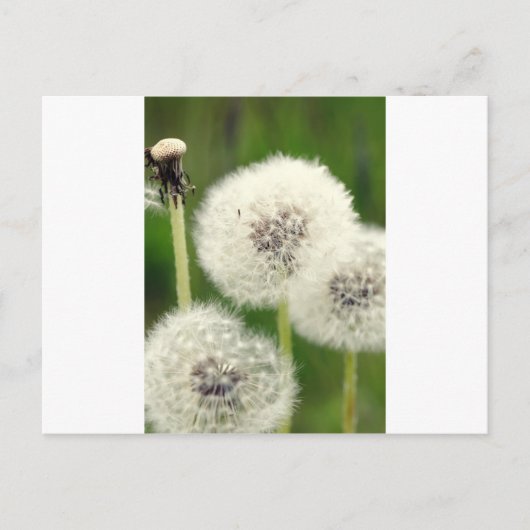 Pusteblume 2013 1 postkarte (Vorderseite)