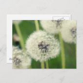 Pusteblume 2013 2 postkarte (Vorne/Hinten)