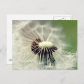 Pusteblume 2013 3 postkarte (Vorne/Hinten)