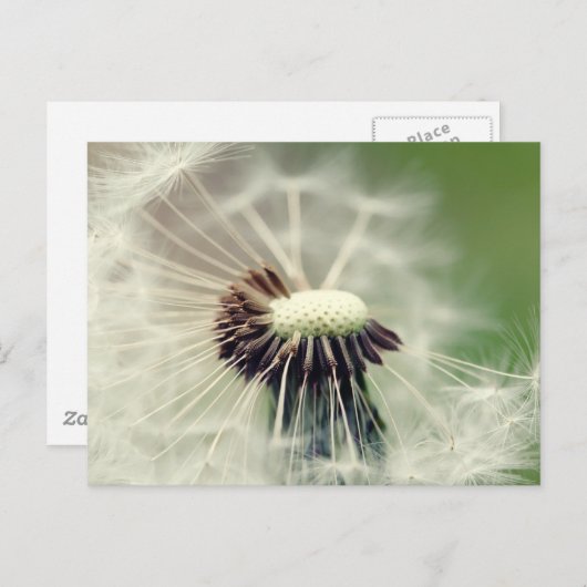 Pusteblume 2013 3 postkarte (Vorne/Hinten)