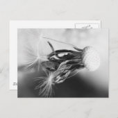 Pusteblume 2013 4 postkarte (Vorne/Hinten)