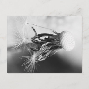 Pusteblume 2013 4 postkarte
