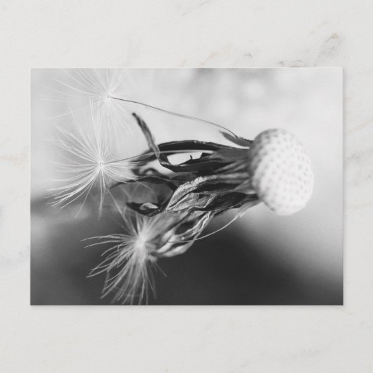 Pusteblume 2013 4 postkarte (Vorderseite)