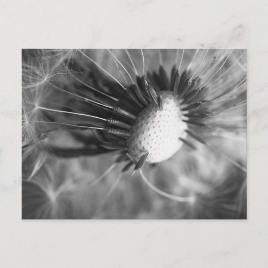 Pusteblume 2013 5 postkarte (Vorderseite)