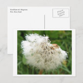 Pusteblume mit Morgentau Postkarte (Vorne/Hinten)