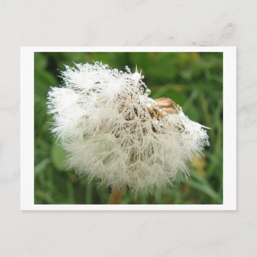 Pusteblume mit Morgentau Postkarte (Vorderseite)