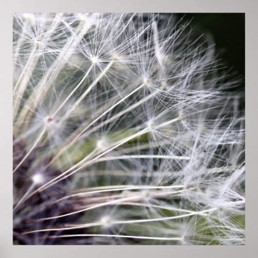 Pusteblume Poster (Vorne)