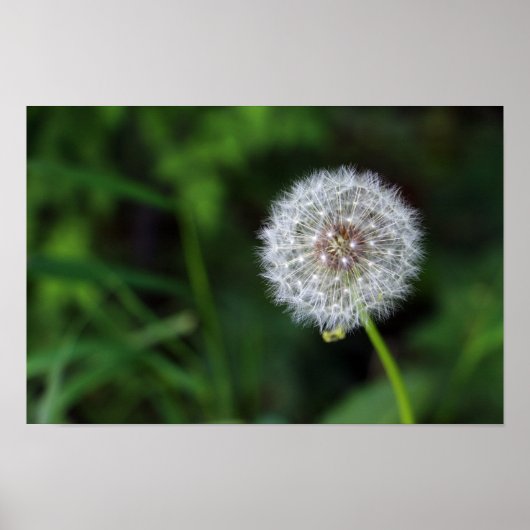 Pusteblume Poster (Vorne)