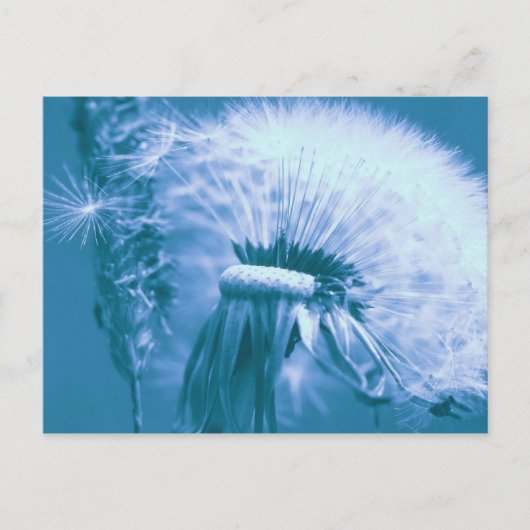 Pusteblume Postkarte (Vorderseite)