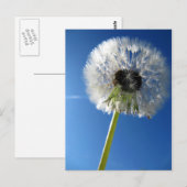 Pusteblume Postkarte (Vorne/Hinten)