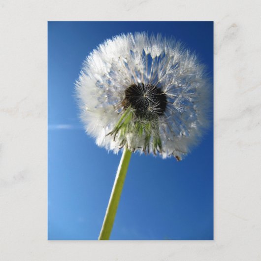 Pusteblume Postkarte (Vorderseite)