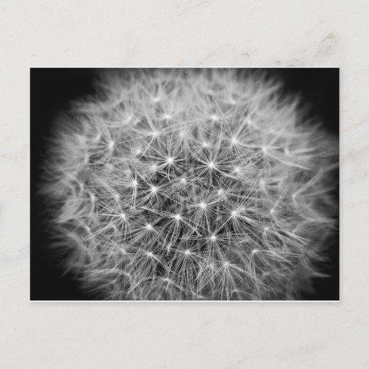 Pusteblume Postkarte (Vorderseite)