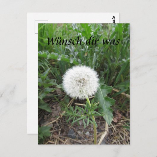 Pusteblume Postkarte (Vorne/Hinten)