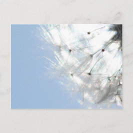 Pusteblumen Löwenzahn Himmelblau Fotografie Postkarte