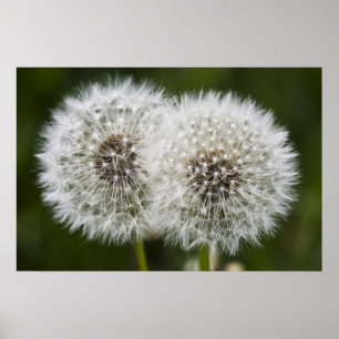 Pusteblumen Poster