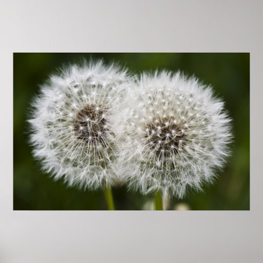 Pusteblumen Poster (Vorne)