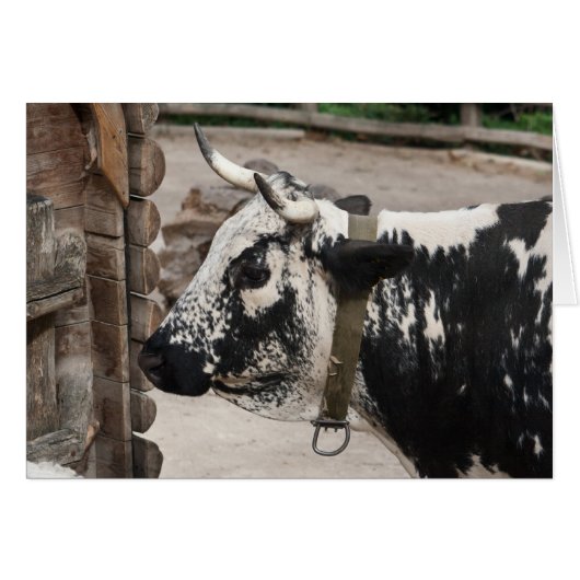 Pustertal-Kuh (Vorderseite (Horizontal))