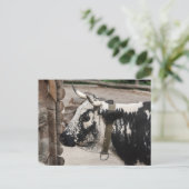 Pustertal-Kuh Postkarte (Stehend Vorderseite)