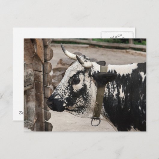 Pustertal-Kuh Postkarte (Vorne/Hinten)