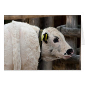 Pustertal Pied Calf (Vorderseite (Horizontal))