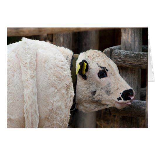 Pustertal Pied Calf (Vorderseite (Horizontal))
