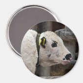 Pustertal Pied Calf Magnet (Vorderseite/Rückseite)
