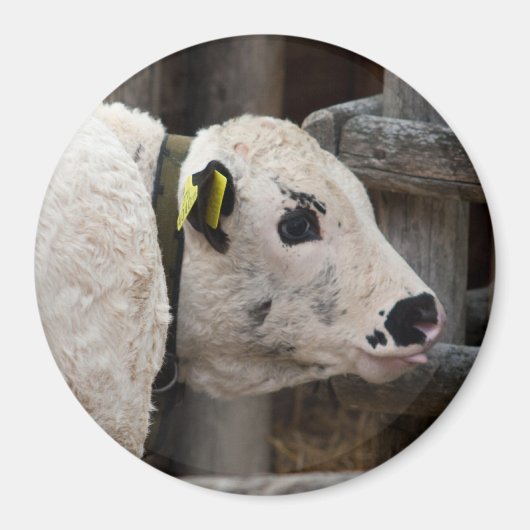 Pustertal Pied Calf Magnet (Vorne)