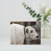 Pustertal Pied Calf Postkarte (Stehend Vorderseite)