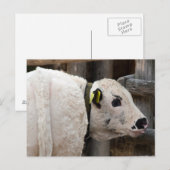 Pustertal Pied Calf Postkarte (Vorne/Hinten)