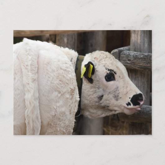 Pustertal Pied Calf Postkarte (Vorderseite)