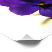 Puuurrrple Pansy um Mitternacht bei Verde Fotodruck (Ecke)