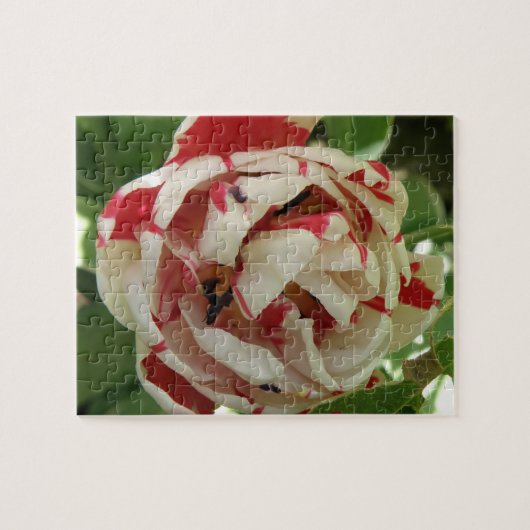 Puzzle aus rosa und weißem Tulip (Horizontal)