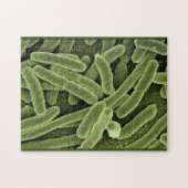 Puzzle bakterias e.coli microscopio (Horizontal)