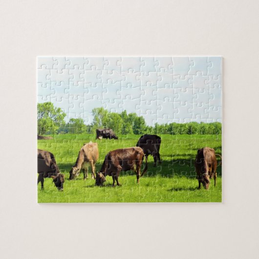 Puzzle - braune Kühe Weiden in grüner Weide (Horizontal)
